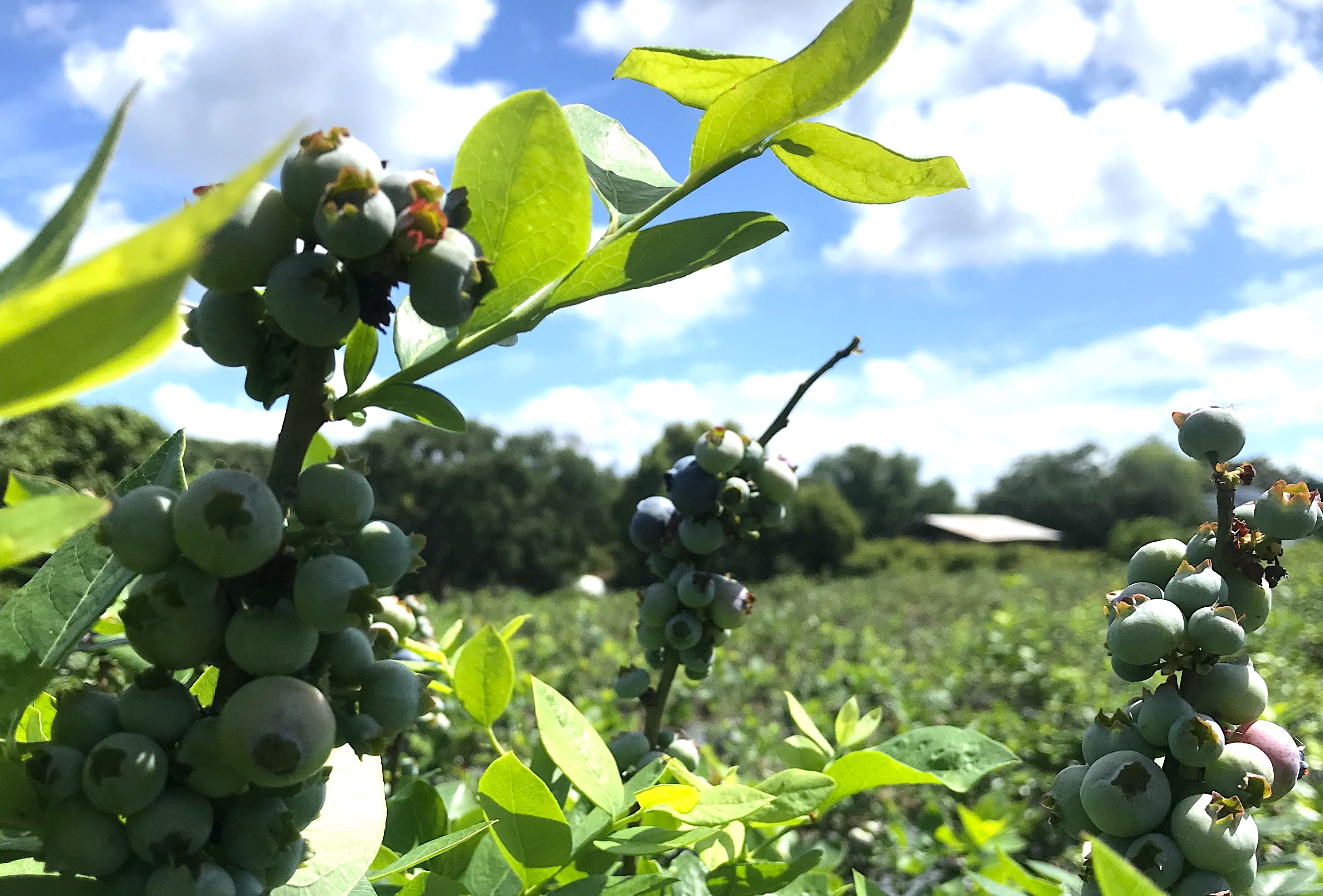 Why Clermont is Home to Some of the Best Blueberry Picking in Florida!